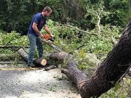 How Our Tree Care Process Works  in  Maple Valley, WA