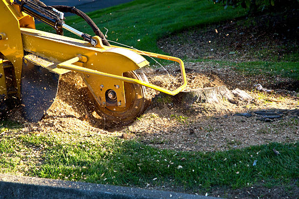 Seasonal Cleanup (Spring/Fall) in Maple Valley, WA